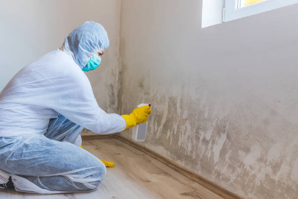 Licensed Mold Remediation service in Lewisville, TX - WQB Mold Removal