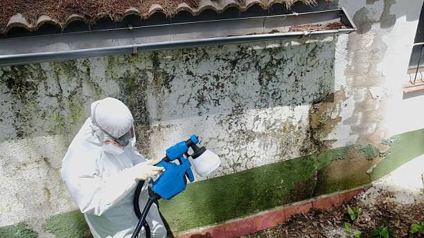 Top rated local Mold Remediation specialists in Lewisville, TX
